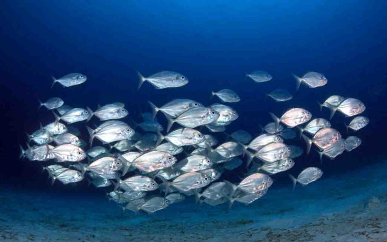 Peixes - fundo do mar