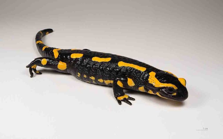 Salamandra-de-fogo