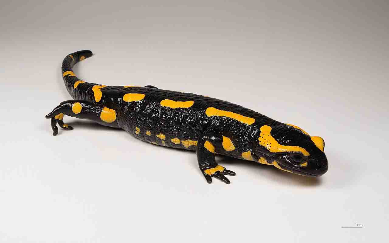 A salamandra-de-fogo (Salamandra salamandra) é um dos anfíbios mais conhecidos da Europa e chama atenção pela aparência marcante. Seu corpo escuro, geralmente preto, é coberto por manchas ou faixas amarelas brilhantes, um padrão que varia entre as diferentes populações da espécie. Além de tornar o animal facilmente reconhecível, essa coloração funciona como um aviso para possíveis predadores: a salamandra produz substâncias tóxicas capazes de causar irritação e desconforto em quem tentar atacá-l