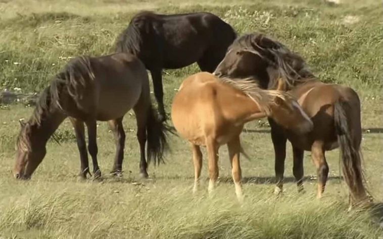 Cavalos selvagens na Ilha Sable, Nova Escócia, Canadá - Reprodução/YouTube