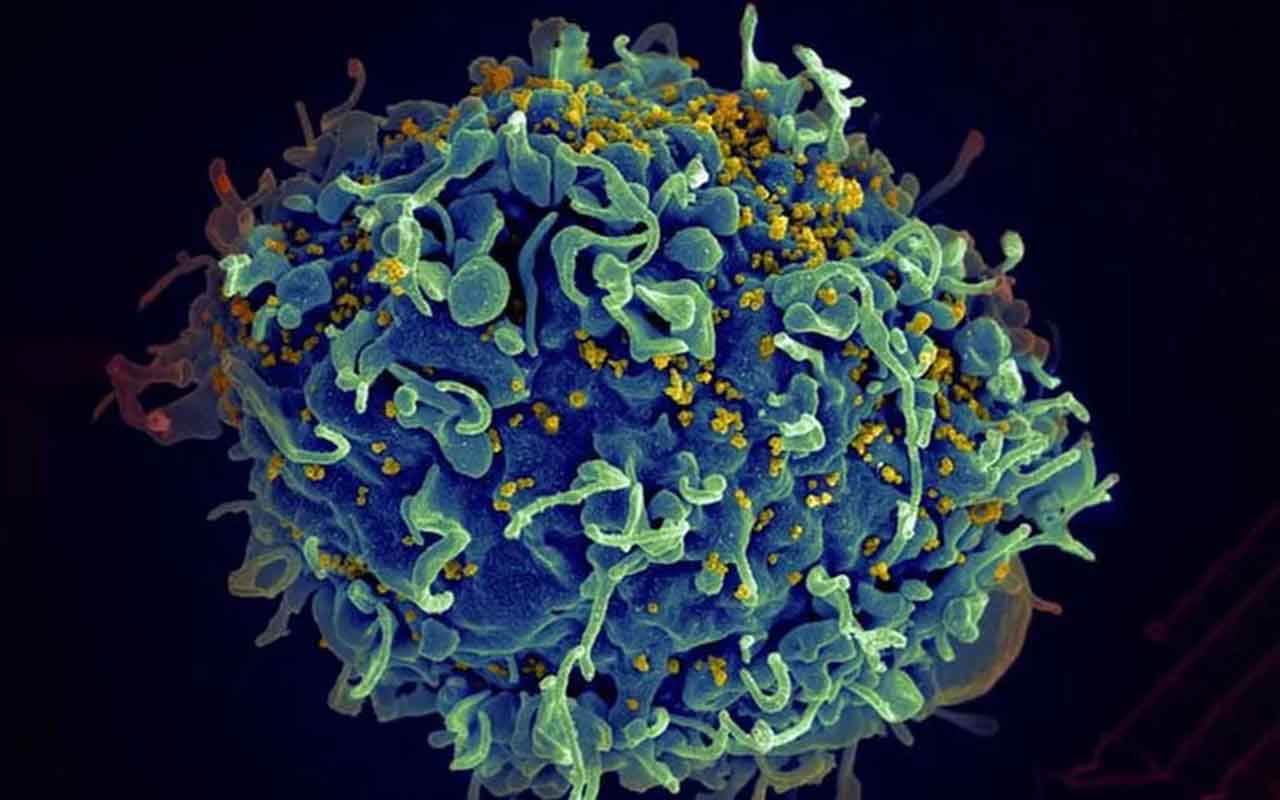 O lenacapavir atua de forma inovadora, agindo diretamente sobre o capsídeo do vírus HIV-1, estrutura essencial para a reprodução viral. Ao se ligar à “casca” do vírus, o medicamento desregula o processo de replicação, dificultando que o HIV se multiplique no organismo