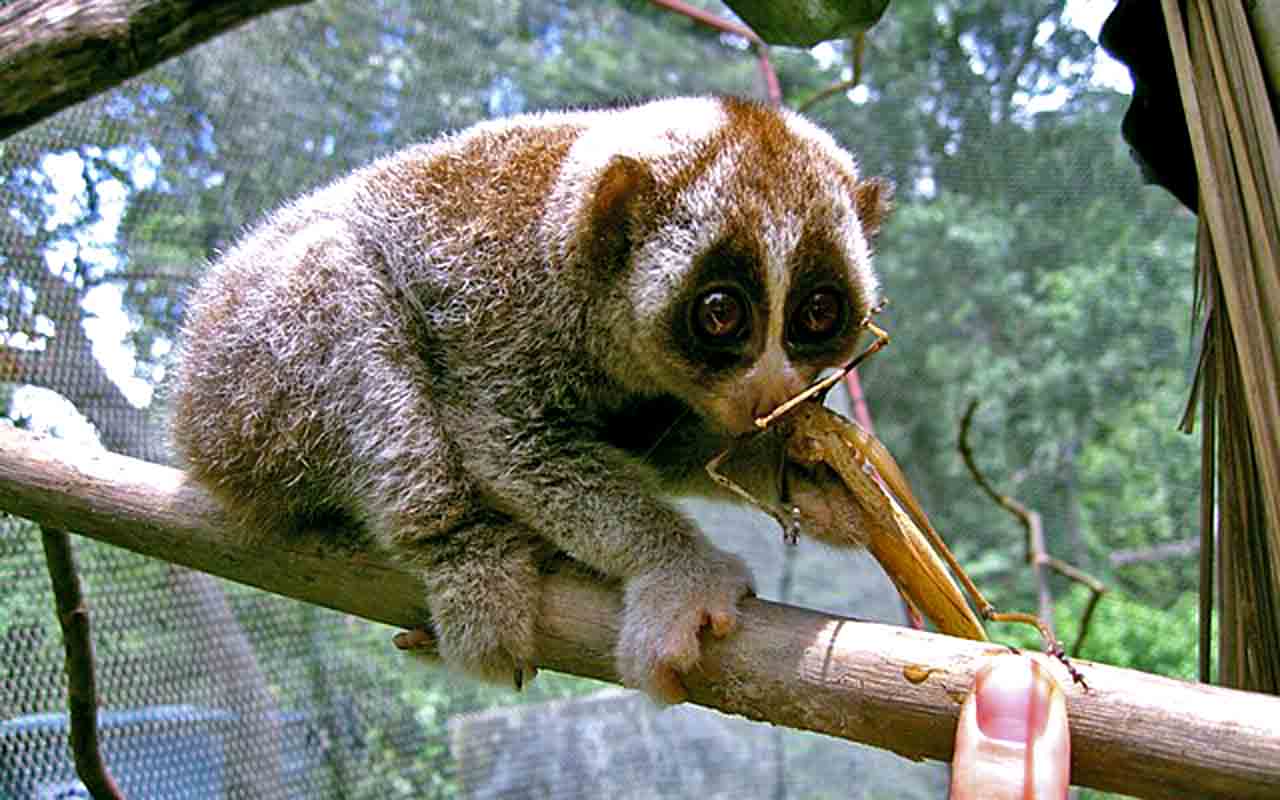 LÓRIS - O lóris é um pequeno primata encontrado no sudeste da Ásia, conhecido por seus olhos grandes e comportamento aparentemente tranquilo. Apesar da aparência dócil, é um dos poucos primatas venenosos.
