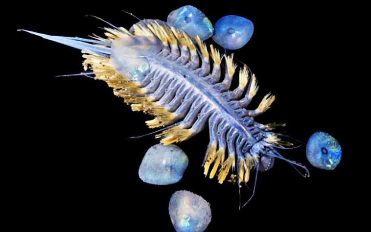 Verme escamoso iridescente encontrado a 2.859 metros de profundidade - Jialing Cai/The Nippon Foundation-Nekton Ocean Census/Schmidt Ocean Institute