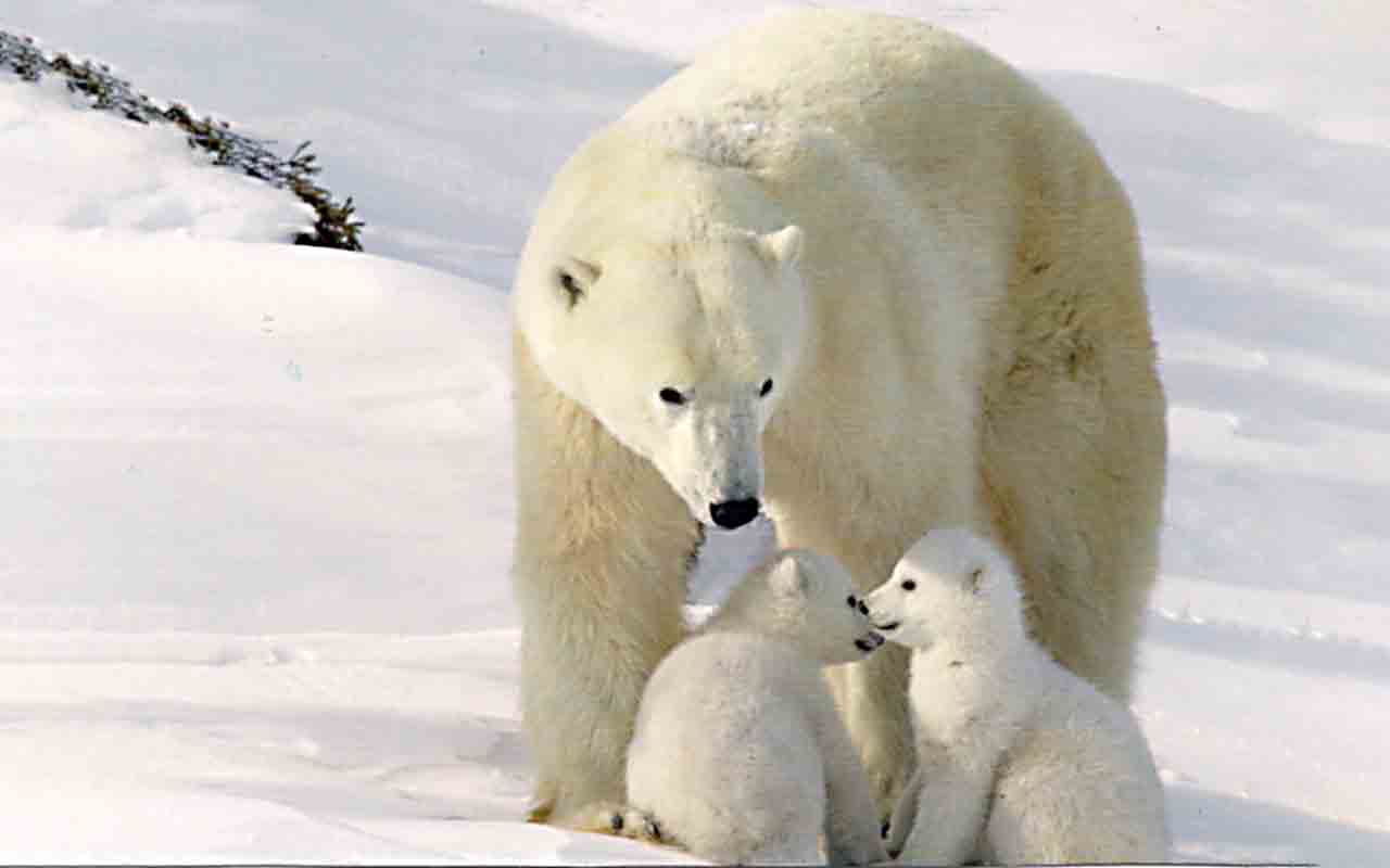 Urso polar - Reprodução do Flickr Sara D