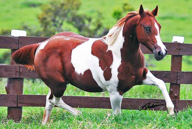 Raças de cavalos em diferentes partes do mundo: o que elas têm de especial