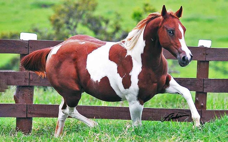 incríveis raças de cavalo 