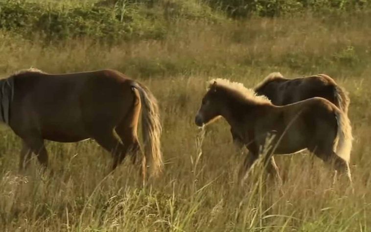 Cavalos selvagens na Ilha Sable, Nova Escócia, Canadá - Reprodução/YouTube