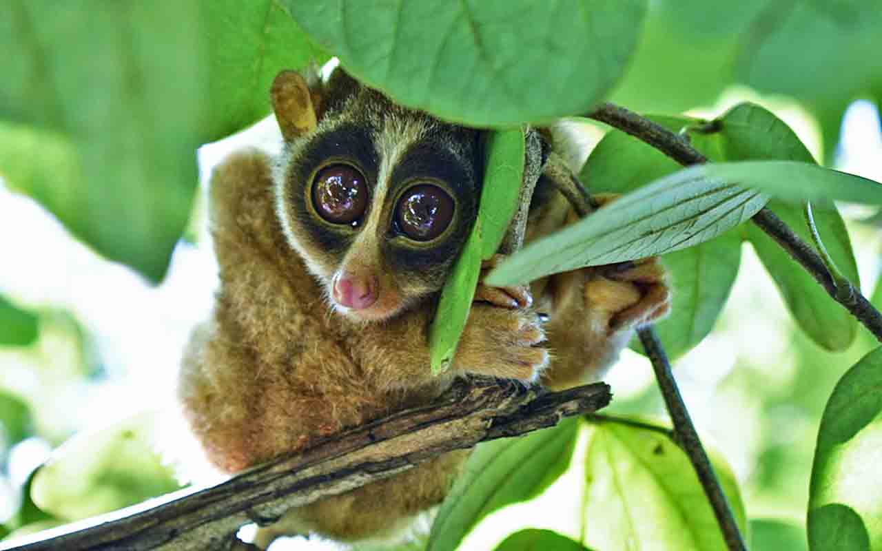 Ele produz uma secreção nas glândulas dos braços, que se torna venenosa ao ser misturada com a saliva. Ao morder, o animal pode injetar essa toxina em possíveis ameaças.