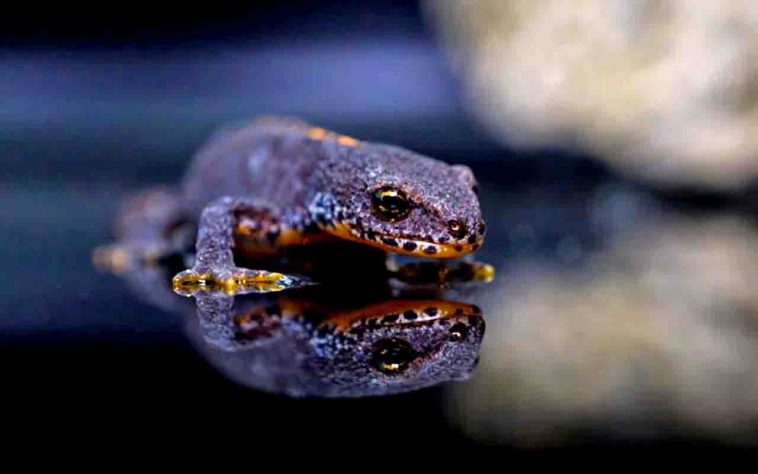 Salamandra - ANHagen/Pixabay
