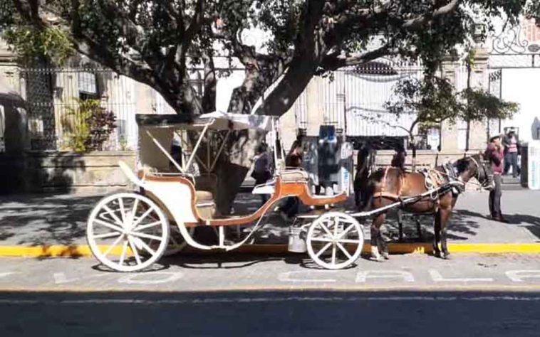Poços de Caldas encerra serviço de charretes a cavalo