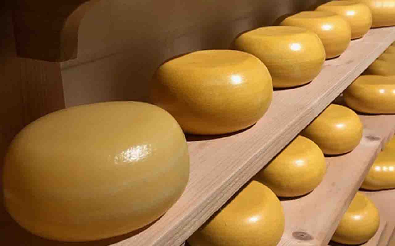 Gouda – Esse queijo semiduro surgiu na cidade de Gouda, na Holanda, e tem sabor levemente adocicado e textura lisa. É um dos queijos mais exportados do mundo e pode ser jovem ou envelhecido.