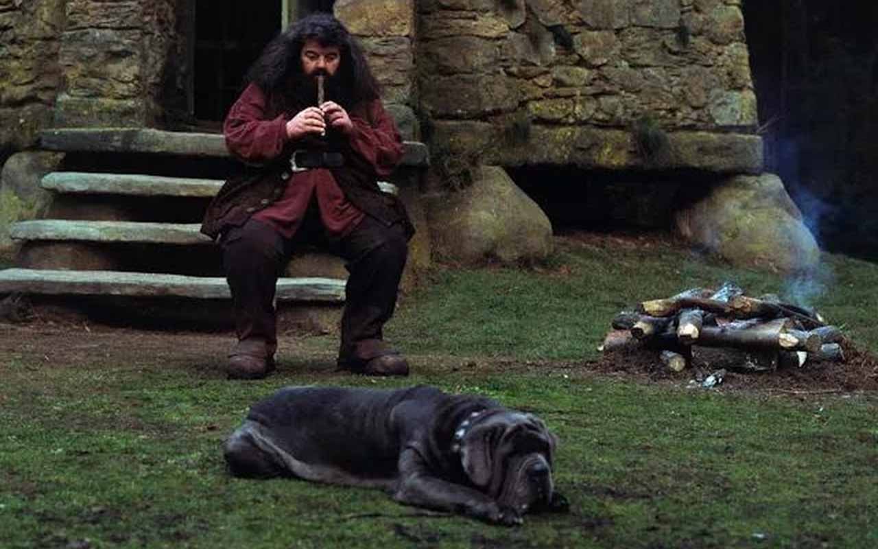 Canino – Cão de Hagrid, enorme e afetuoso, mas medroso. Apesar de seu tamanho intimidador, é um verdadeiro amigo dos alunos.
