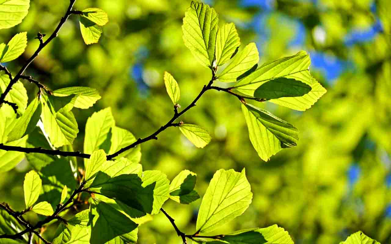 No passado, os nativos americanos observavam sinais na natureza, como o tamanho das folhas de carvalho, para determinar o momento certo de plantar milho.
