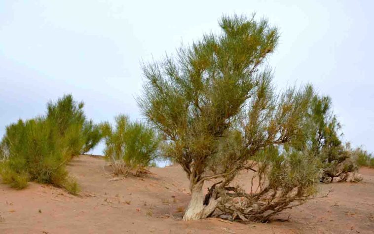 Essas espécies, conhecidas como halófitas, desempenham papel essencial na estabilização do terreno (arbusto saxaul) - Mar de Aral, entre o Uzbequistão e o Cazaquistão, Ásia Central - Reprodução do Andrew Beyzman