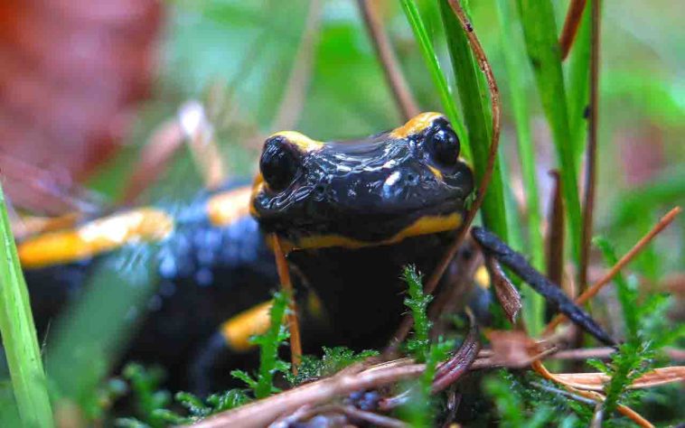 Salamandra-de-fogo