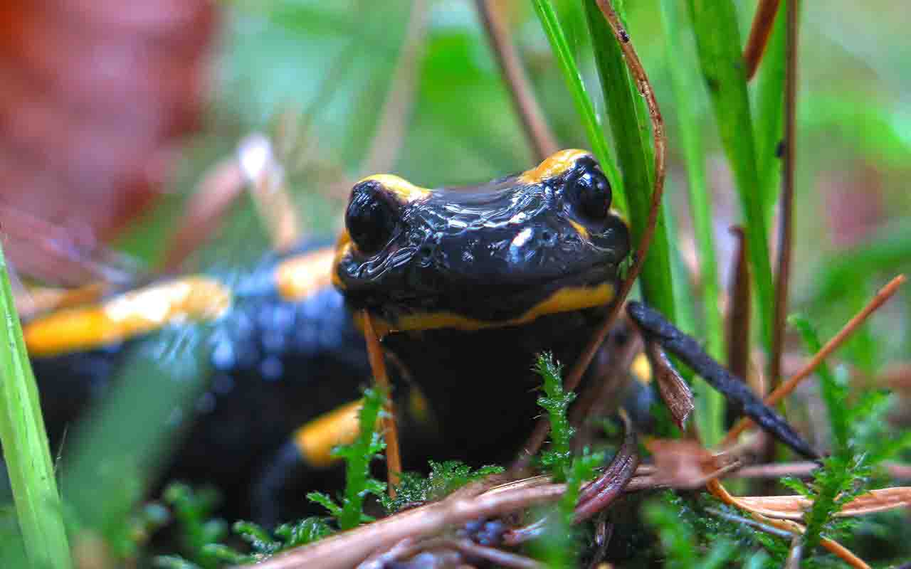 Embora seja frequentemente confundida com lagartos, a salamandra-de-fogo é um anfíbio e possui características bastante diferentes das dos répteis. Sua pele é lisa, úmida e permeável, desempenhando papel importante na respiração. Além dos pulmões, o animal também realiza trocas gasosas através da pele, motivo pelo qual a qualidade do ambiente em que vive é fundamental para sua sobrevivência.
