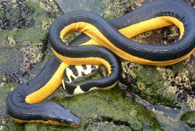 O veneno dessa serpente é tão potente que uma única dose pode matar dezenas de pessoas