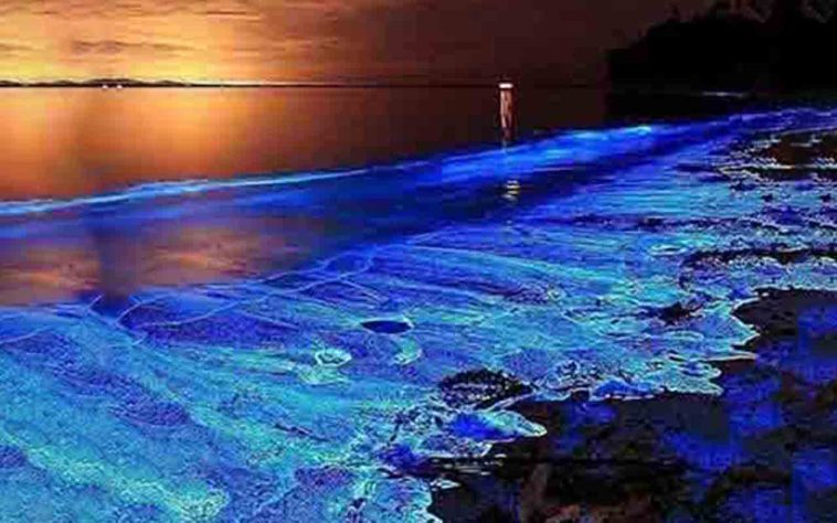 Mar Iluminado - bioluminescência