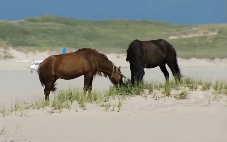 Cavalos selvagens na Ilha Sable, Nova Escócia, Canadá - Reprodução/YouTube
