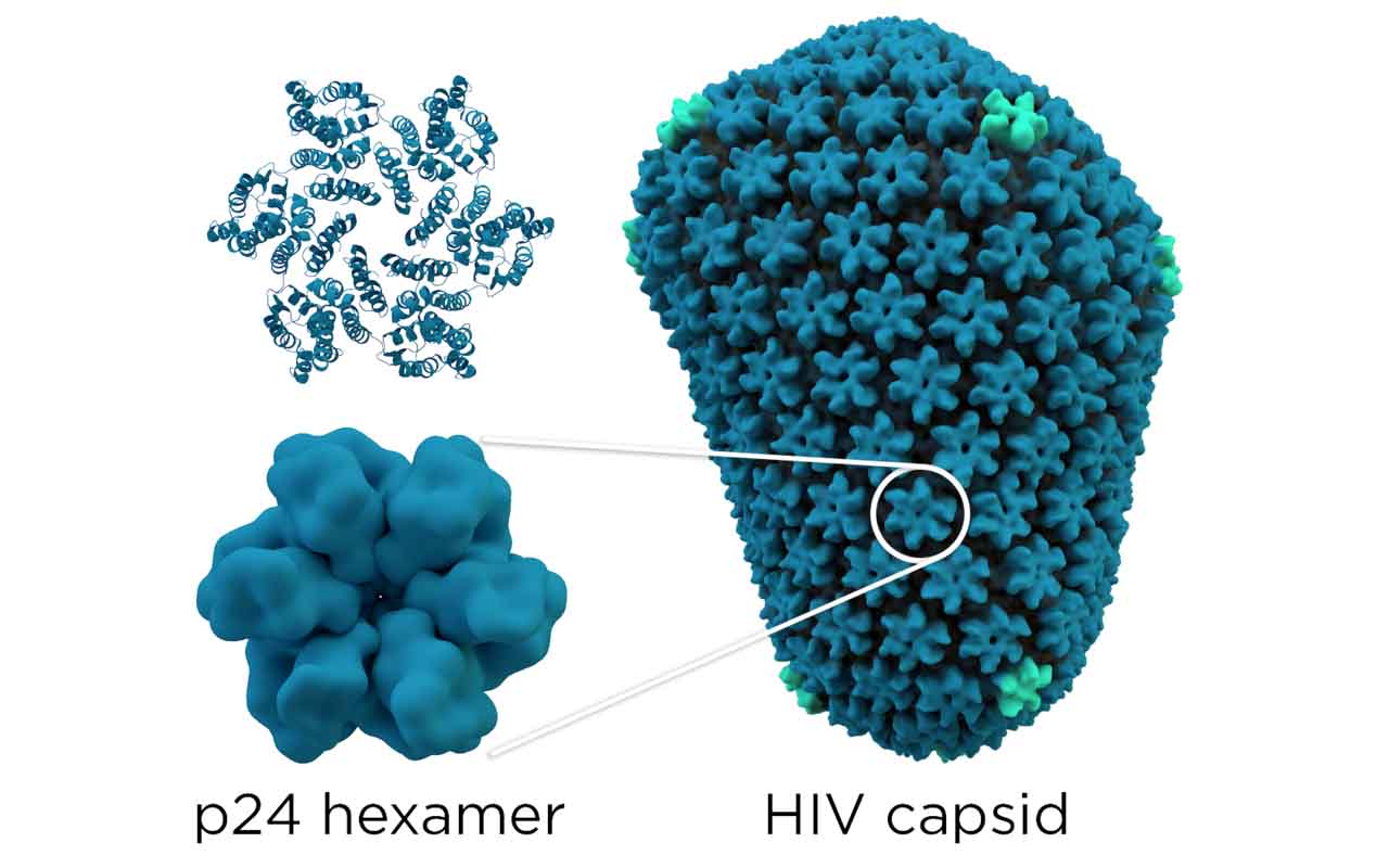 Essa forma de ação é diferente da maioria dos antirretrovirais, que bloqueiam principalmente enzimas envolvidas na integração do DNA viral. Estudos apresentados à Anvisa indicam alta eficácia, com 100% de prevenção em mulheres cisgênero e desempenho robusto em comparação a PrEP oral.