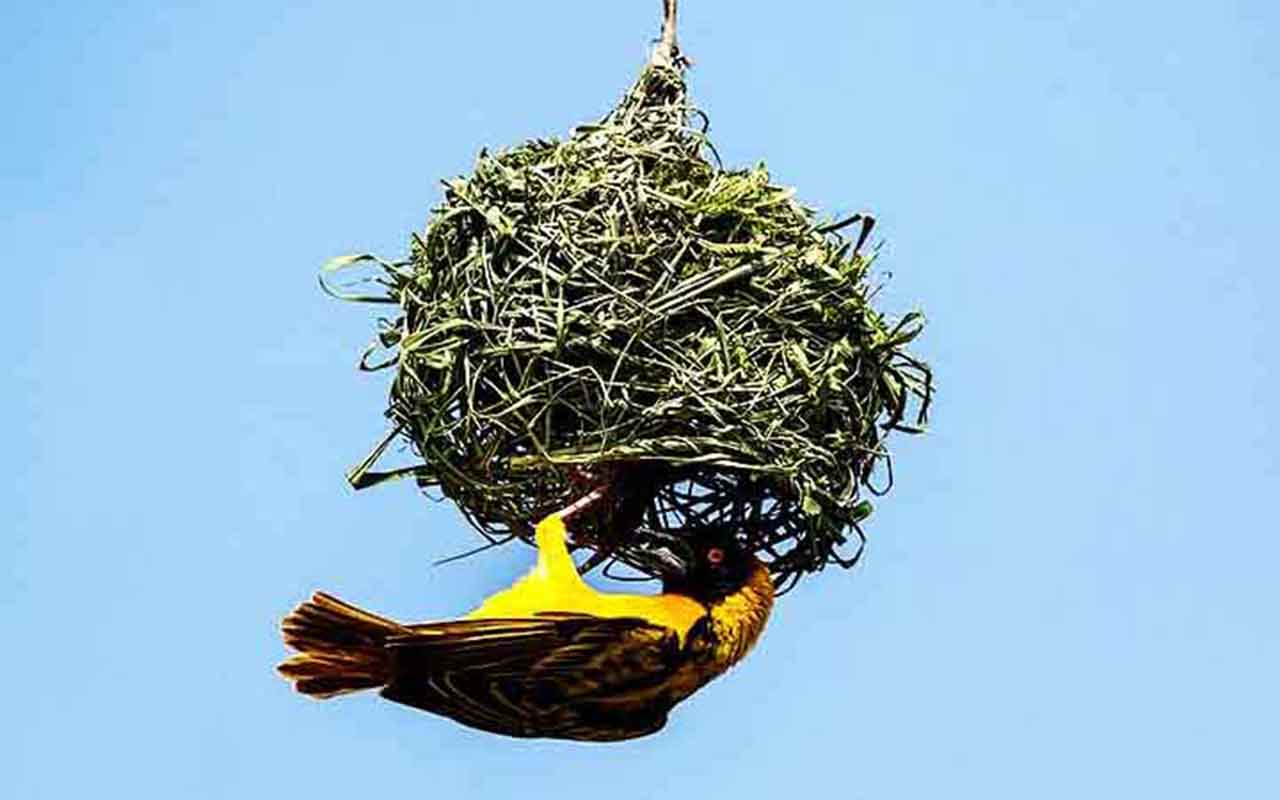 PÃ¡ssaro-tecelÃ£o (Ploceidae, famÃ­lia): ConstrÃ³i ninhos intricados, parecidos com cestas suspensas, tecendo folhas e gramas em ramos. Em algumas espÃ©cies, os machos constroem vÃ¡rias opÃ§Ãµes para atrair as fÃªmeas.