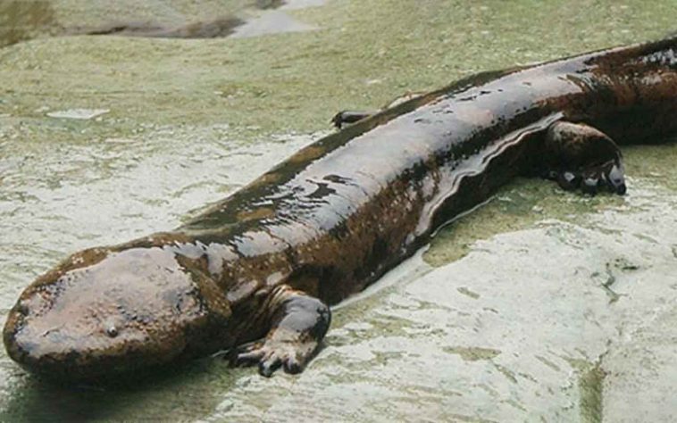 Salamandra Gigante da China - Reprodução Portal dos Animais