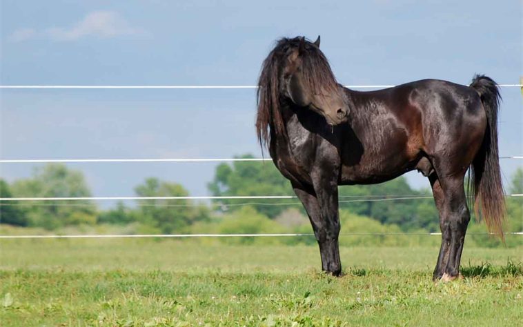 incríveis raças de cavalo 