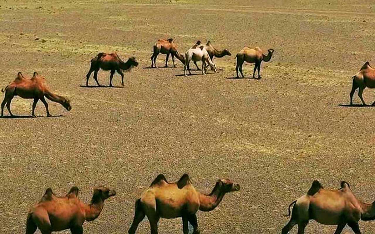 Os povos afar vivem há séculos explorando o sal da região. Caravanas de camelos transportam blocos cortados manualmente, em um trabalho árduo e ancestral. Essa atividade é fonte de riqueza e sobrevivência, mas também coloca em risco o equilíbrio ambiental diante da pressão de mineradoras modernas.