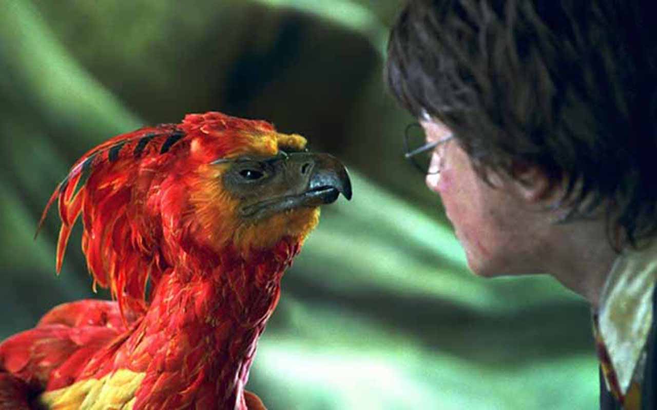 Fawkes – Fênix de Dumbledore, capaz de renascer das próprias cinzas e curar feridas com lágrimas. Ajuda Harry a derrotar o Basilisco na Câmara Secreta.