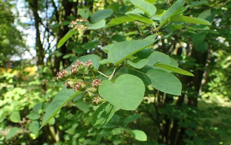 Árvore shadblow serviceberry