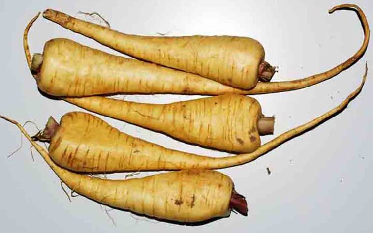 Tubérculos