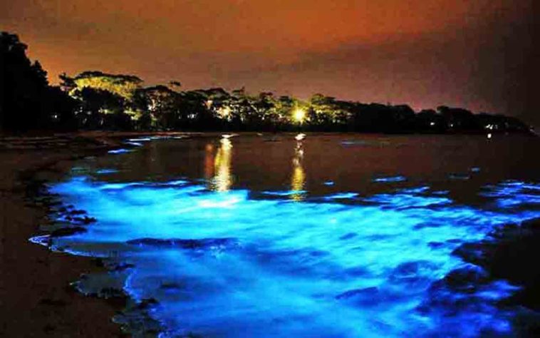 Mar Iluminado - bioluminescência