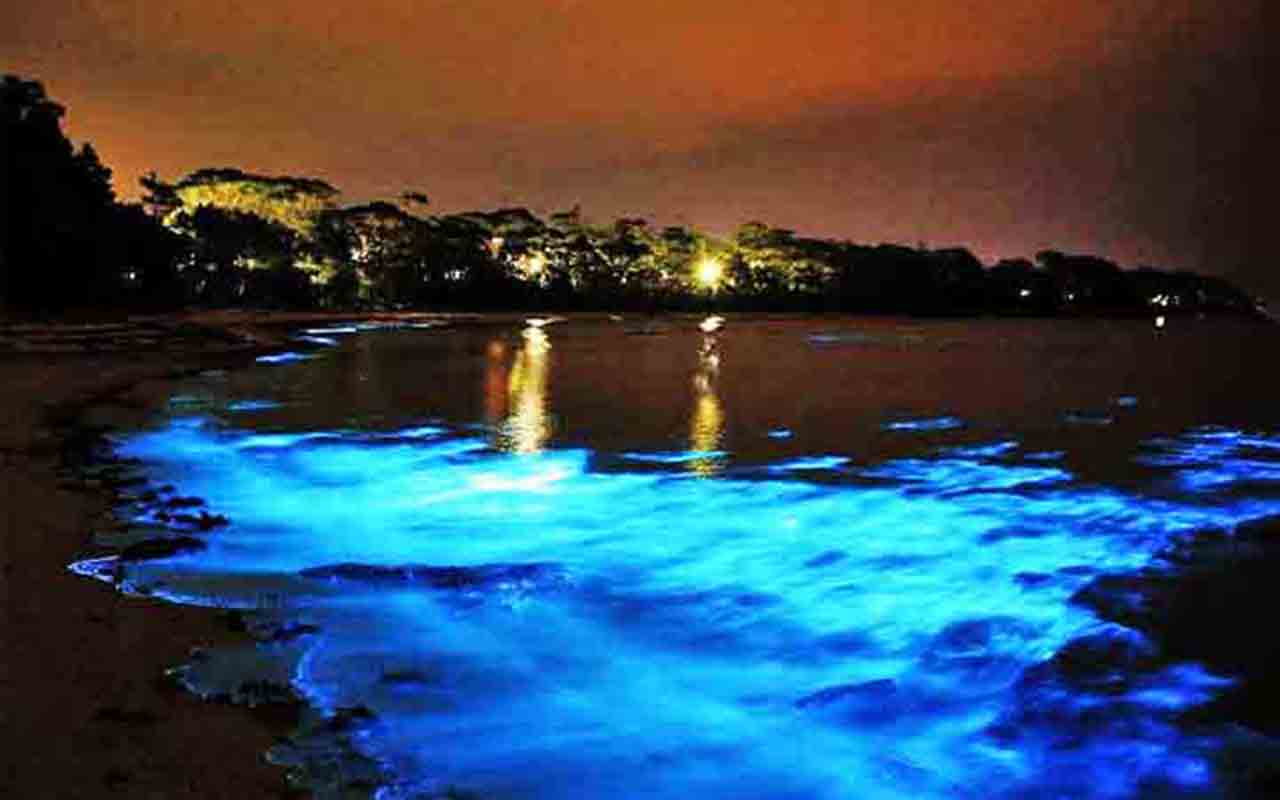 Baía de Luminous Lagoon - Lagoa luminosa da Jamaica, no Caribe, é habitat de milhares de organismos que se iluminam quando tocados.


