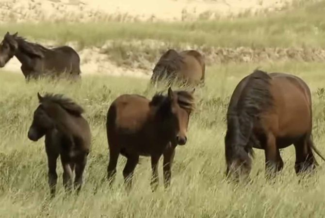 Por que os cavalos selvagens da iIha Sable são diferentes dos outros