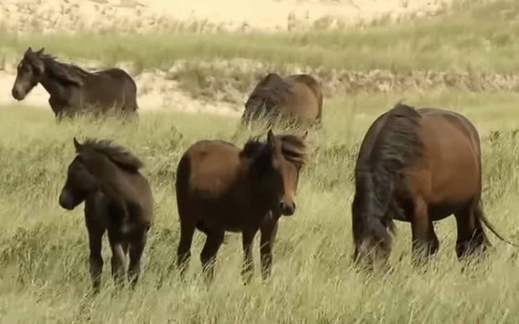 Cavalos selvagens na Ilha Sable, Nova Escócia, Canadá - Reprodução/YouTube