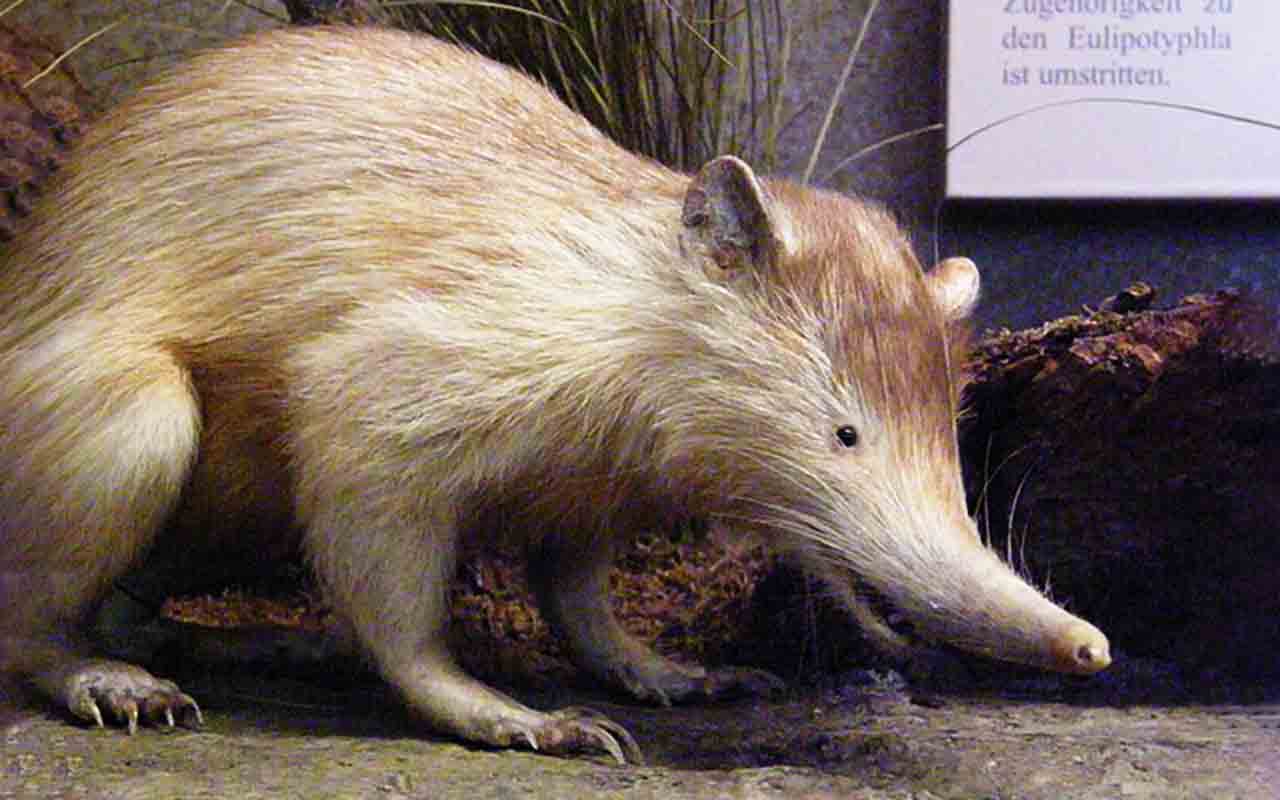 ALMIQUIS - O almiqui, também conhecido como solenodonte, é um mamífero raro encontrado no Caribe, especialmente em Cuba e na República Dominicana. Ele tem focinho alongado e hábitos noturnos.
