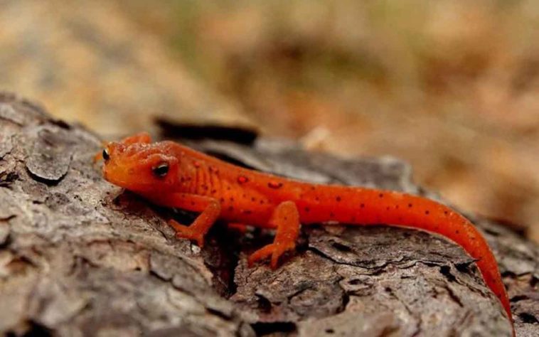 Salamandra - Patti Black/Unsplash