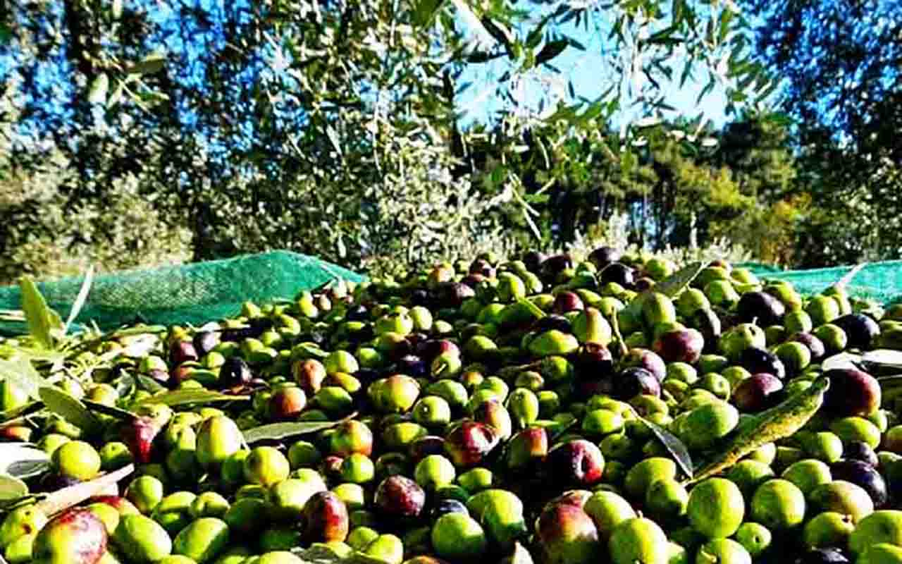 A produção do azeite se inicia no cultivo da oliveira, árvore resistente que pode viver por séculos. 
