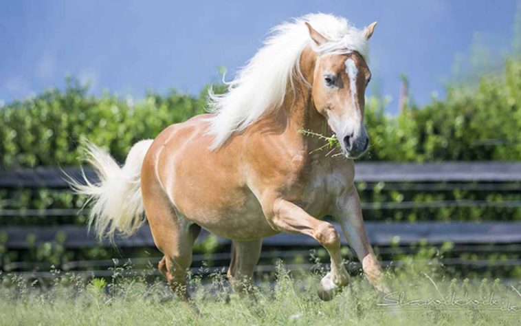 incríveis raças de cavalo 