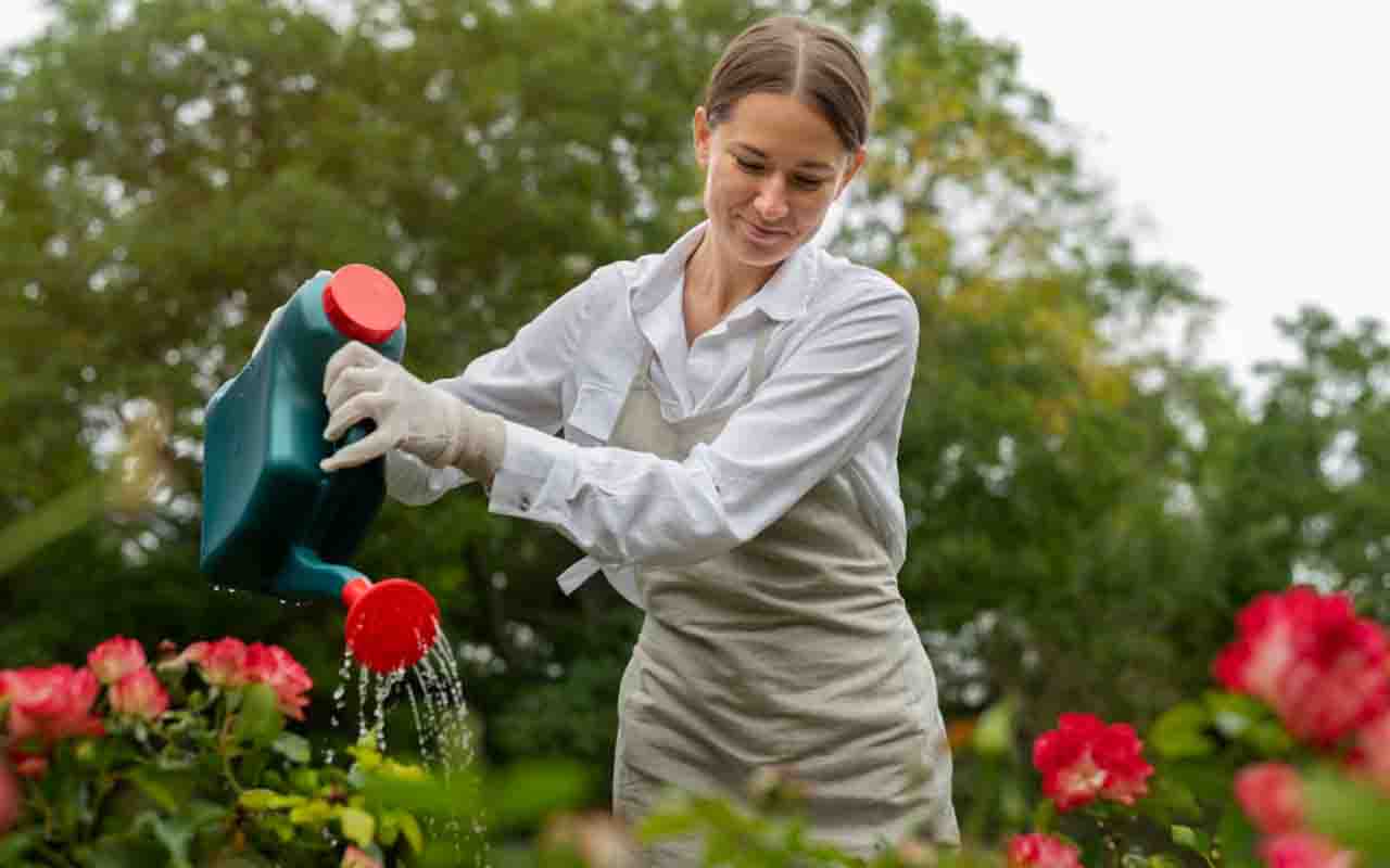 Cuidar de rosas exige atenção. Elas precisam de solo bem drenado, luz solar direta por pelo menos 6 horas e regas regulares, evitando encharcar as raízes.