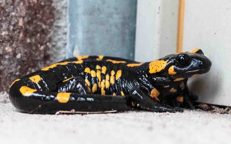 Salamandra-de-fogo
