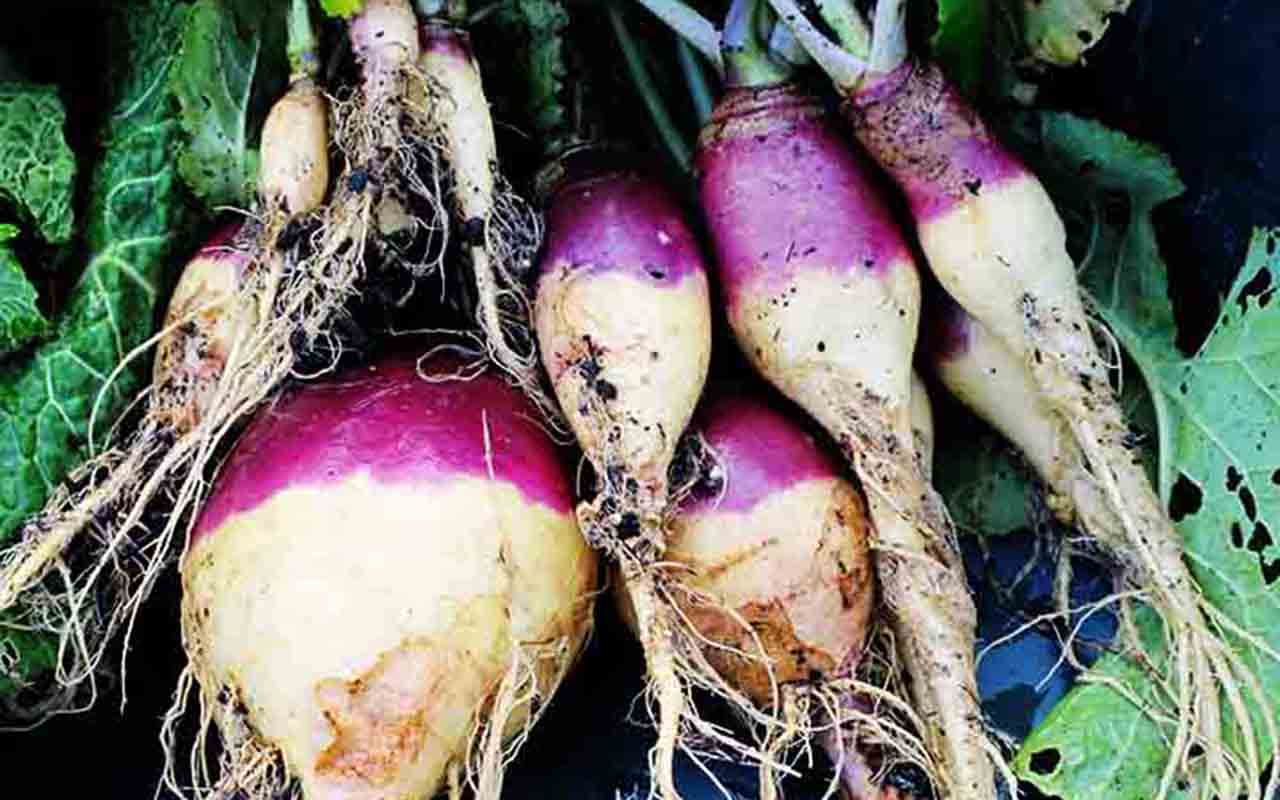 A rutabaga, por sua vez, apresenta antioxidantes, que combatem os radicais livres, responsáveis pela morte celular. Algo que impede o envelhecimento precoce e uma série de doenças degenerativas.