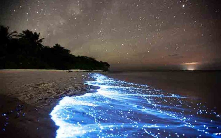 Mar Iluminado - bioluminescência