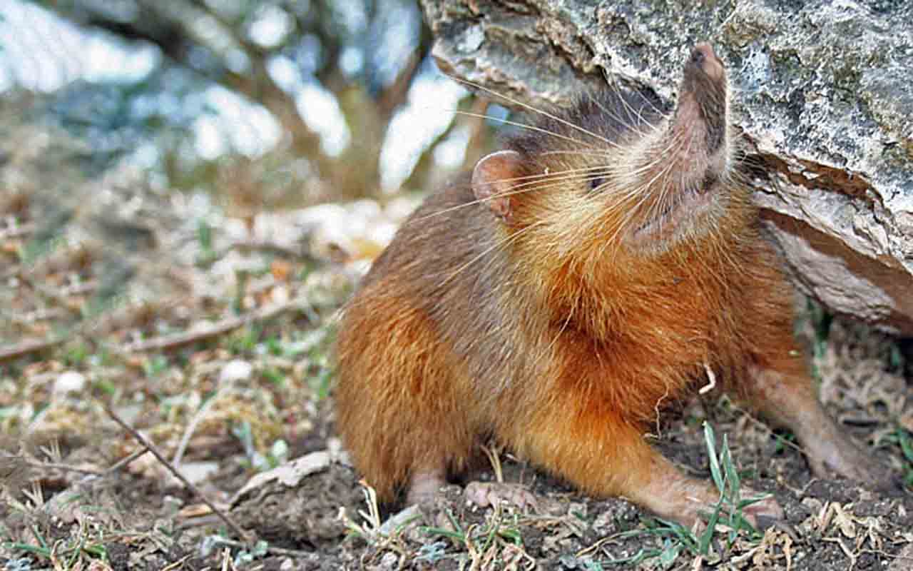Esse animal possui glândulas de veneno conectadas a dentes com sulcos, por onde a toxina é transmitida. O veneno é utilizado principalmente para capturar presas pequenas.
