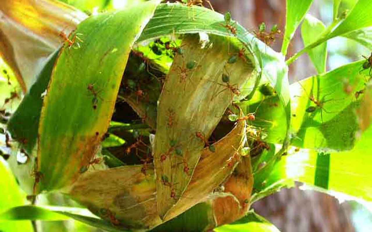 Formiga tecelã (Oecophylla smaragdina): Elas criam ninhos suspensos em árvores, unindo folhas usando um 