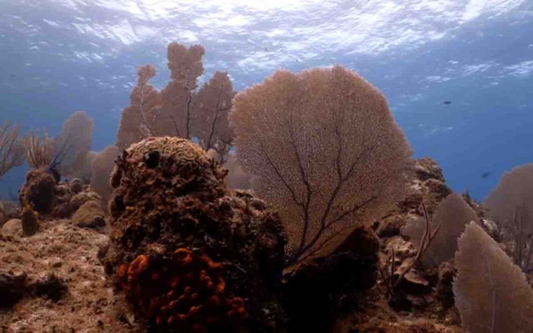 Fundo do mar - Divulgação/Ocean Census
