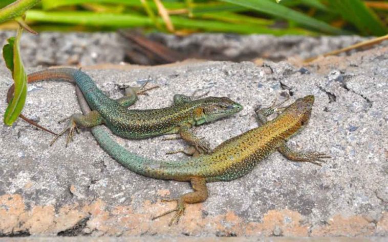 Salamandra - Lynn Van den Broeck/Unsplash