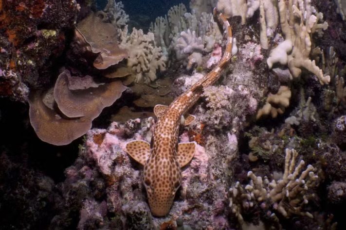 Tubarão-andante espécie que anda parcialmente fora d'água é achada na Oceania – Divulgação/Nesha Ichida