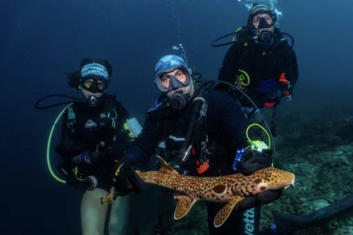 Tubarão-andante espécie que anda parcialmente fora d'água é achada na Oceania – Nesha Ichida/Universidade de Sunshine Coast