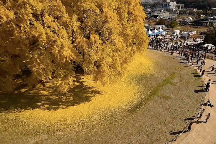 Considerada por muitos como a mais bonita do mundo, a árvore ginkgo, da vila de Bangye-ri, na Coreia do Sul, atrai visitantes de todo o planeta – Reprodução/YouTube